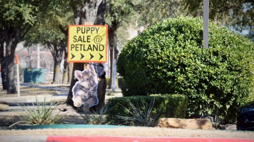 The Frisco Police Department's Animal Services Division reported that Petland sold 2,032 dogs in 2021. (Matt Payne/Community Impact Newspaper)
