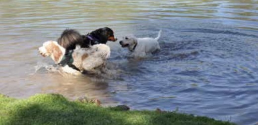 March 19 is Soggy Doggy Swim Day at Creekwood Park. (Courtesy The Woodlands Township)