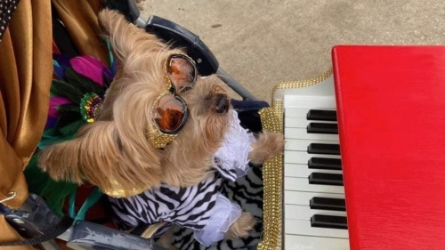 dog with glasses and piano