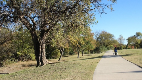 The Plano Urban Forest Master Plan states there are over 1.6 million trees in Plano worth over $1.6 billion. (Community Impact Newspaper staff)