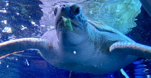 Guacamole the sea turtle, who spent months in a Port Aransas animal rehabilitation center recovering from seaborne injuries, now calls Sea Life San Antonio home. (Courtesy Sea Life San Antonio)