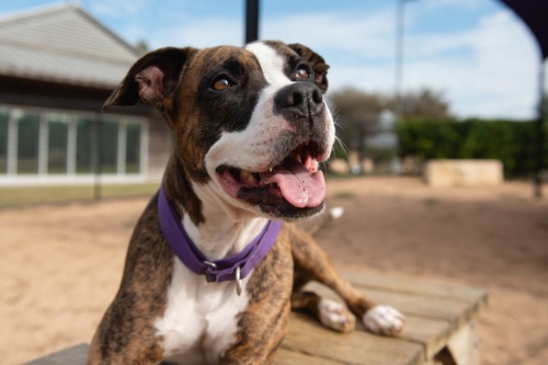 Sophie is a 6-year-old mixed breed who weighs 63 pounds. She is a staff favorite at the Williamson County Regional Animal Shelter. (Courtesy Williamson County Regional Animal Shelter)