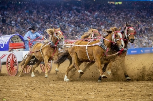 The Houston Livestock Show and Rodeo runs from Feb. 28 to March 20. (Courtesy Houston Livestock Show and Rodeo)