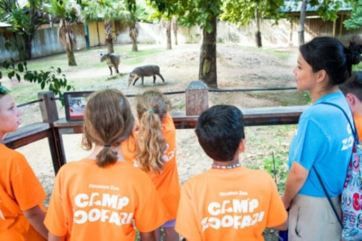 The Houston Zoo hosts Camp Zoofari starting June 6. (Courtesy Houston Zoo)