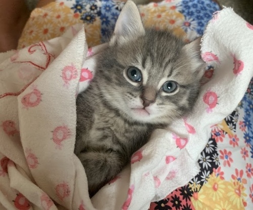 The Williamson County Regional Animal Shelter is hosting a "Kitten Shower" March 26 to help prepare for the expected influx of animals due to the seven-month kitten season. (Morgan O'Neal/Community Impact Newspaper)