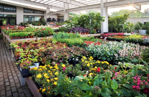 Whether you're planning a large home landscaping project or just beautifying your small apartment, Shoal Creek Nursery has everything you need.