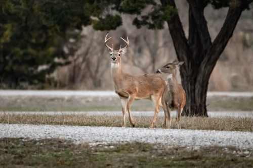Strategies to control local wildlife populations can help manage waterway bacteria levels and vehicle collisions involving deer. (Courtesy Adobe Stock)