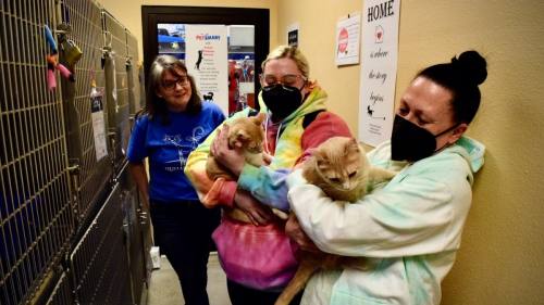 From left, Angie Boudreau, the cat coordinator with the Frisco Humane Society, watches as Emilee and Paula Throne meet cats Ziggy and Marley. The brother-and-sister pair were adopted by the Thrones on March 12. (Matt Payne/Community Impact Newspaper)