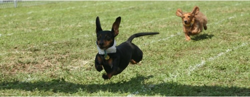 Head to downtown Buda for the 25th annual Buda Wiener Dog Races April 23-24. (Courtesy Buda Lions Club)