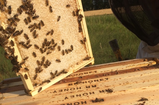 Round Rock Honey, which got its start in Austin, said the city was helpful in supporting owner Konrad Bouffard's efforts to educate the community about the importance of bees. (Courtesy Round Rock Honey)