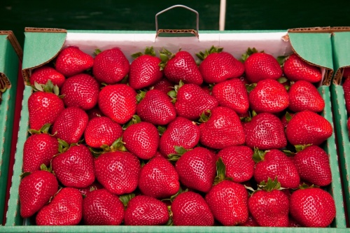 Locally grown strawberries take center stage at the 2012 Poteet Strawberry Festival. (Courtesy of the Poteet Strawberry Festival Association/Community Impact Newspaper)