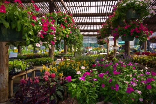 The garden center will offer a wide selection of plants and gardening supplies as well as decorative items like custom-designed wreaths, fountains and imported pottery. (Courtesy Cornelius Nursery)