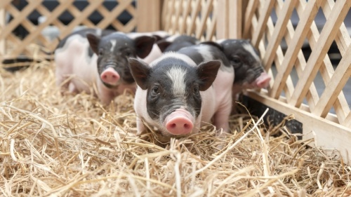 Despite opposition from several members of the public, League City City Council is on its way to allowing residents to keep pigs as pets. (Courtesy Adobe Stock)