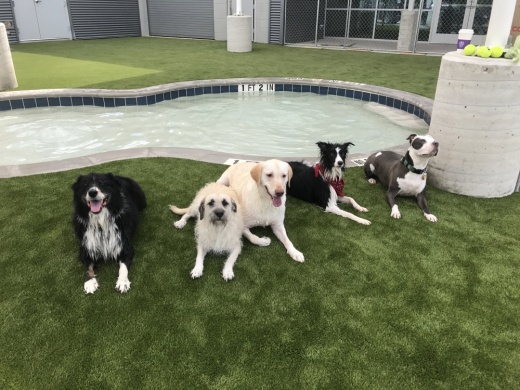 Bark&Zoom provides pet boarding, doggy day care, training and grooming through Taurus Academy. (Courtesy Bark&Zoom)