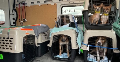 San Antonio Animal Care Services, with support from the Bissell Pet Foundation, flew about 100 animals to Rhode Island-based Potter League for Animals in March as part of a rescue/relocation effort. (Courtesy San Antonio Animal Care Services)