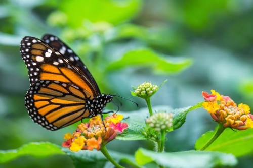 The garden will feature milkweed, which draws monarch butterflies and other pollinators such as bees. (Courtesy Adobe Stock)