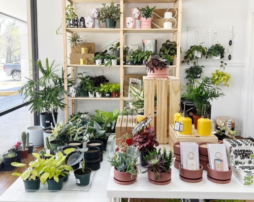 On March 12, plant boutique Dote On opened its first brick-and-mortar location at 3033 Woodland Hills Drive, Kingwood. (Courtesy Dote On)