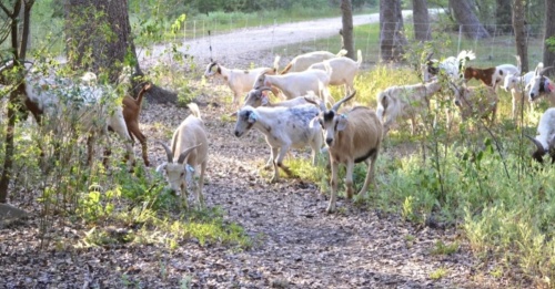 About 150 goats have been temporarily introduced to Brackenridge Park as part of a managed effort to reduce overgrowth. Visitors may see the goats in action through the end of May but are not allowed to touch or feed the goats. (Courtesy Charlotte Mitchell/Brackenridge Park Conservancy)