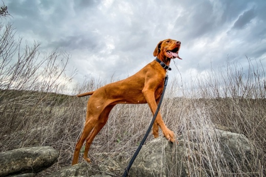 Alyson Stringer won the Pets category with Like Honey Against the Gray, taken in Lakeway City Park in March 2022. (Courtesy city of Lakeway Arts Committee)