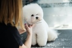 Dog grooming.