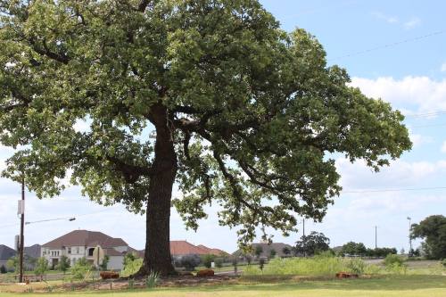 Post Oak trees are one of the species the town protects. (Photos by Samantha Douty/Community Impact Newspaper)