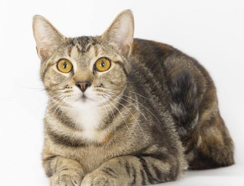 Lily, a 10-month old torbie, is the Williamson County Animal Center's Pet of the Week. The center, located at 1006 Grigsby Hayes Court, Franklin, is promoting its expanded programming for youth. (Courtesy Williamson County Animal Center)