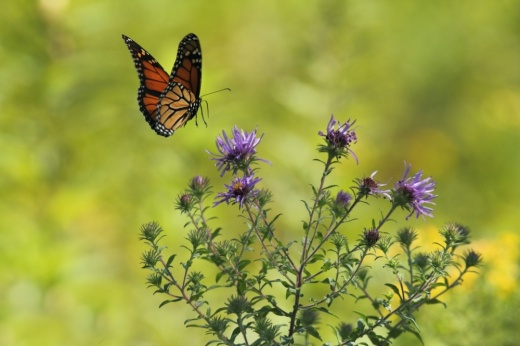 A butterfly hovers near a purple flower