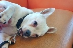 Cesar, a chihuahua mix, is available for adoption at Austin Pets Alive. (Courtesy Austin Pets Alive)
