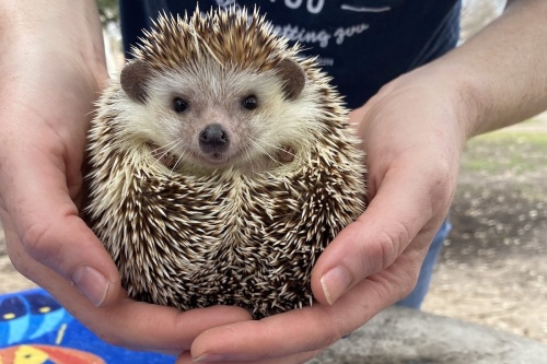 hedgehog in person's hands