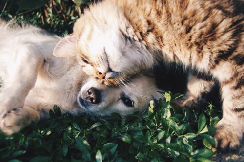 Special Pals offers adoptions, fosters, a low cost clinic and rescue boarding to cats and dogs in the area. (Courtesy Pexels)