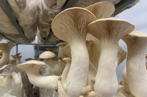 Once the spawn has finished its steam bath, they are moved to a temperature-controlled room that allows the mushrooms to fruit and mature. (Kayli Thompson/Community Impact Newspaper)