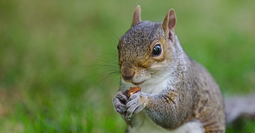 Read below to find an event in the Houston area, including an exhibit called "Hiding Nuts: The Life and Times of Squirrels." (Courtesy Canva)