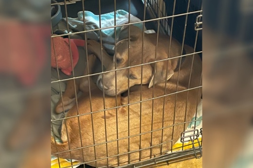 dog in kennel
