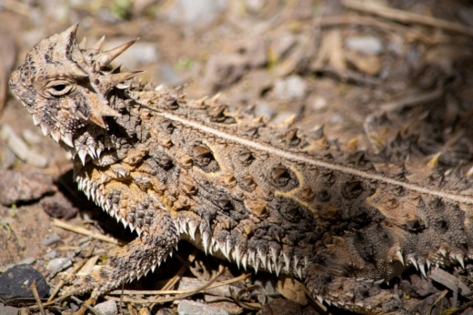 The city of Pearland will now be home to a dozen Texas horned lizards. (Courtesy Dan Pawlak/National Park Service)