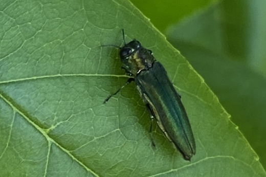 The emerald ash borer is an invasive species that kills ash trees. (Courtesy Texas A&M Forest Service)