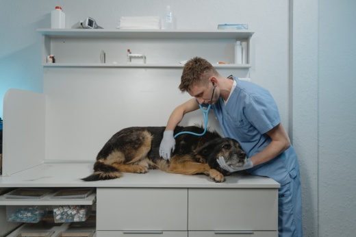 Flower Mound Veterinary Emergency and Specialty Center opened for Emergency Care services July 15. (Courtesy Pexels)