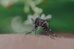 The Richardson Health Department announced plans to spray pesticides Aug. 9-10 in order to help prevent the spread of the West Nile virus, according to a city press release. (Courtesy Adobe Stock)