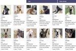 All Williamson County Animal Shelter adoption fees will be waived Aug. 10-14. A full list of adoptable animals can be found at www.wilcopets.org/Adopt. (Screenshot courtesy Williamson County Regional Animal Shelter)
