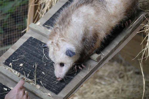 Blossom the Opossum, the only marsupial found in North America, is one of the center’s newest members. (Photos by George Wiebe/Community Impact Newspaper)