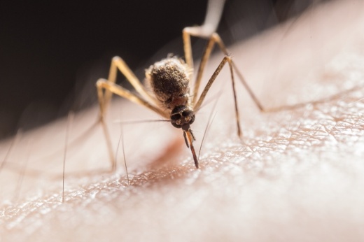 San Antonio Metropolitan Health District urged residents to be vigilant against mosquitoes; the local public health agency said it detected West Nile virus in a mosquito pool discovered in a northeast neighborhood. (Courtesy city of San Antonio)