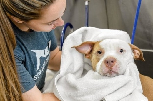 woman drying off dog