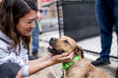 Petco Love and BOBS from Skechers' national mega adoption program returns to help shelters in Houston and beyond. (Courtesy Petco Love)