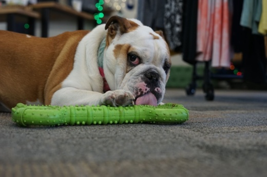 Ready to Run has an unofficial mascot, Tunningley’s dog Chunky who is not keen on running himself. (Katy McAfee/Community Impact Newspaper)