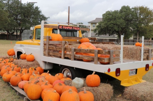 Volunteers are needed to help unload and sort pumpkins. (Courtesy city of Universal City)