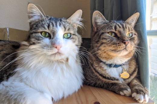 The Austin Animal Center announced a pause on new animal intake beginning Sept. 13. (Community Impact Newspaper staff)