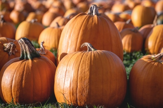 At Magnolia's Fall Fest, attendees can take pictures in a pumpkin patch. (Courtesy Pexels)