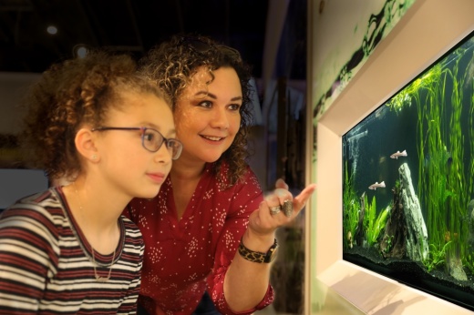 Visitors are able to learn about Texas endangered species through the Education Outreach Center's Threatened and Endangered Species Aquarium. (Courtesy Edwards Aquifer Authority)