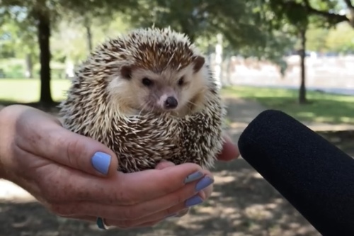 Photo of a hedgehog in front of a microphone