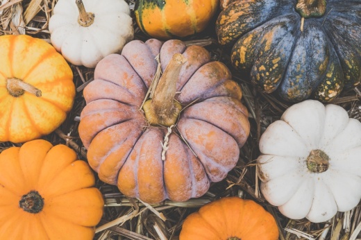 Here are three pumpkin patches to visit in Conroe and Montgomery this fall. (Courtesy Pexels)