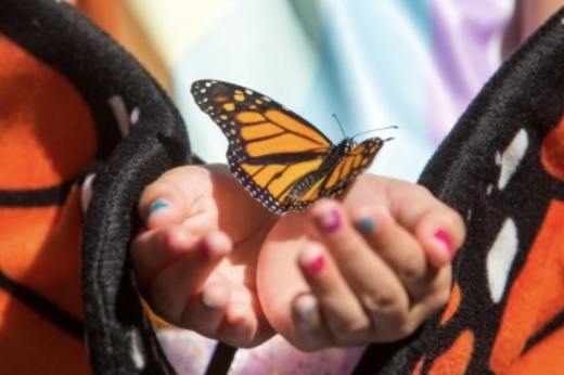 Brackenridge Park will host the annual Monarch Butterfly and Pollinator Festival on Oct. 8. (Courtesy Texas Butterfly Ranch)